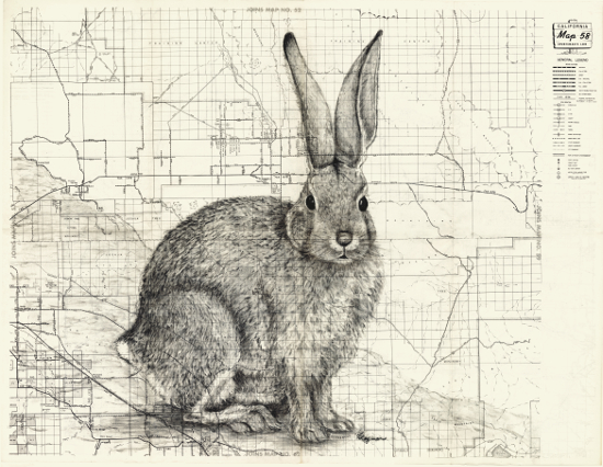 Joshua Tree Cottontail