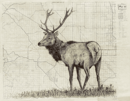 Buttonwillow Tule Elk
