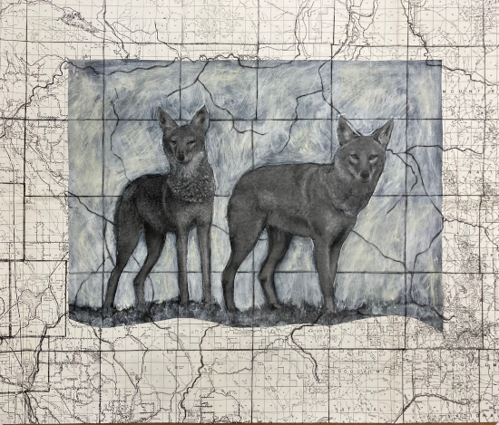 Snohomish Coyote Couple