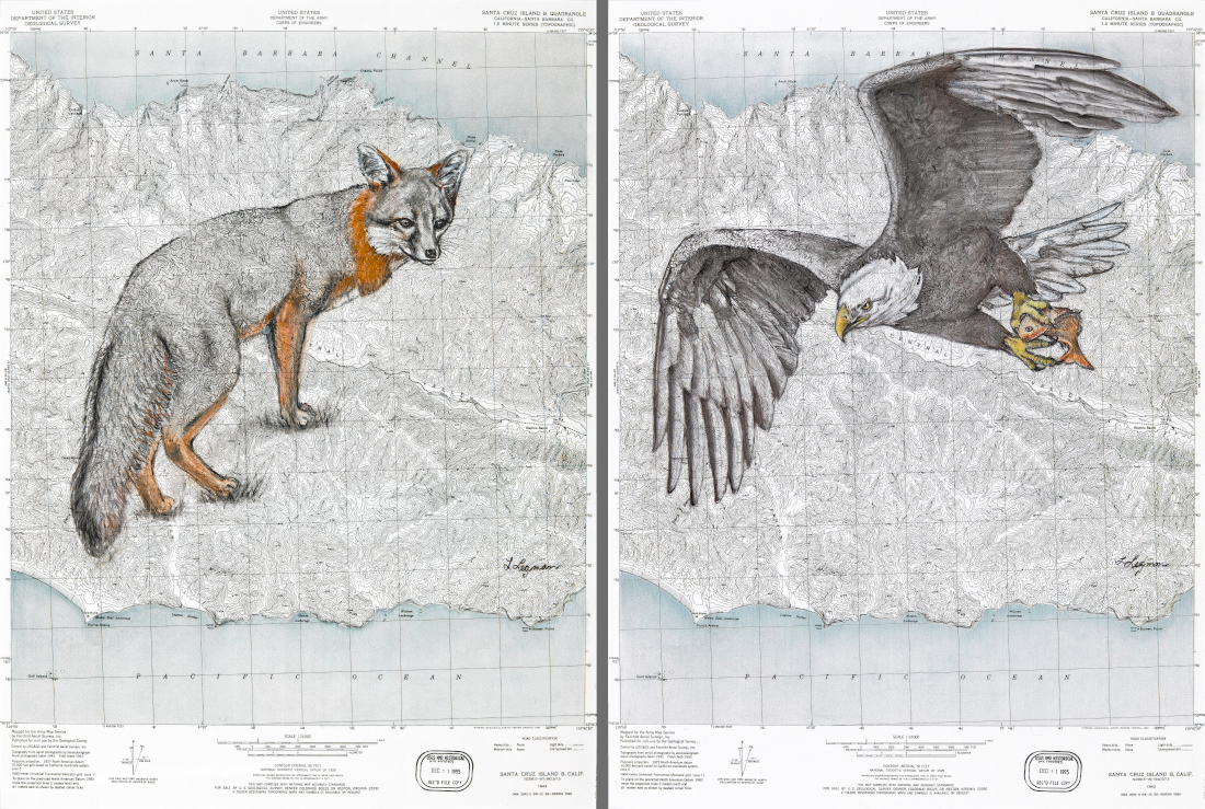 Without The Bald Eagle The Island Fox Would Be Extinct