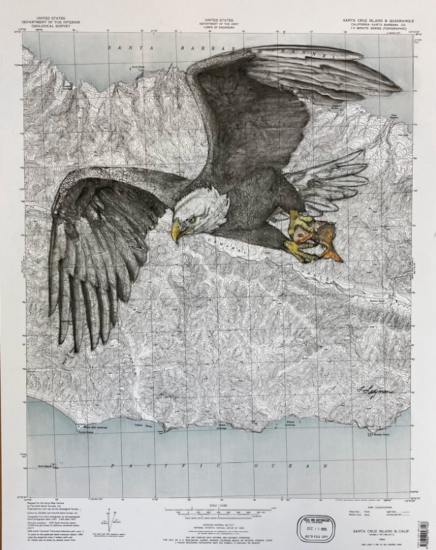 Without The Bald Eagle The Island Fox Would Be Extinct /
         Diptych Right