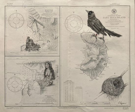 Fatu Hiva Monarch Bird