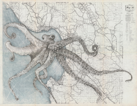 Monterey Bay Two-Spot Octopus