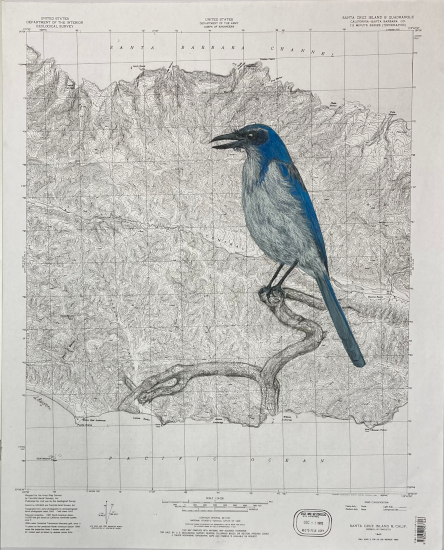 Santa Cruz Island Scrub Jay