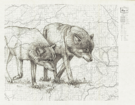Lassen Wolves